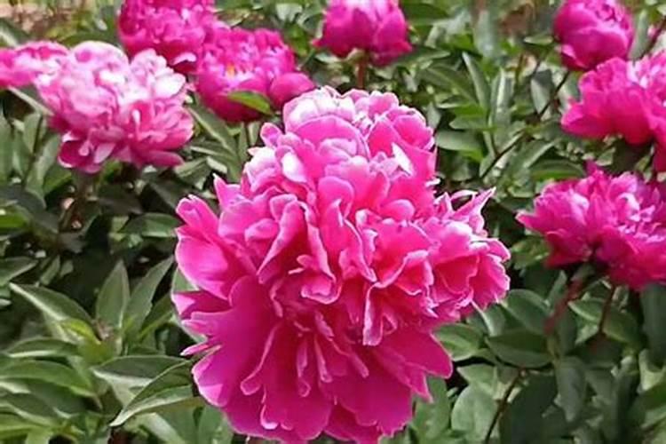 乳酸菌的作用与功效