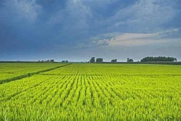 君子兰需要施什么肥