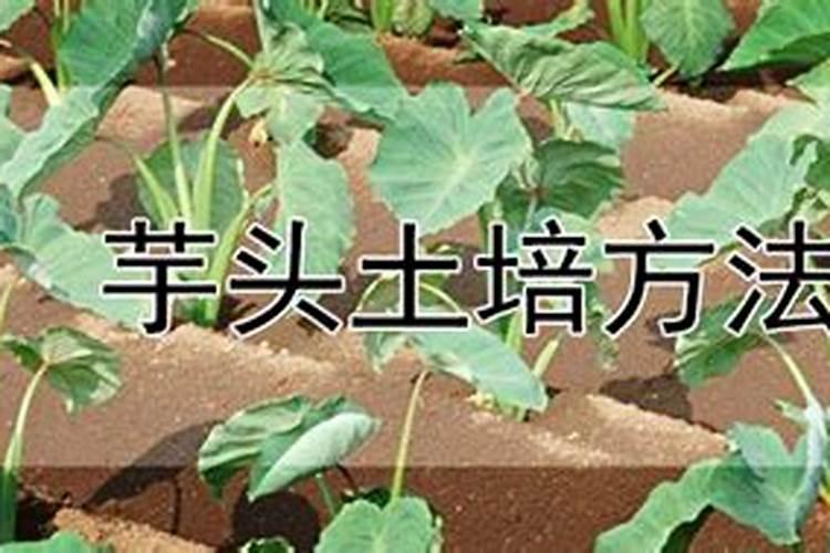 果树早上喷药好还是晚上喷药好