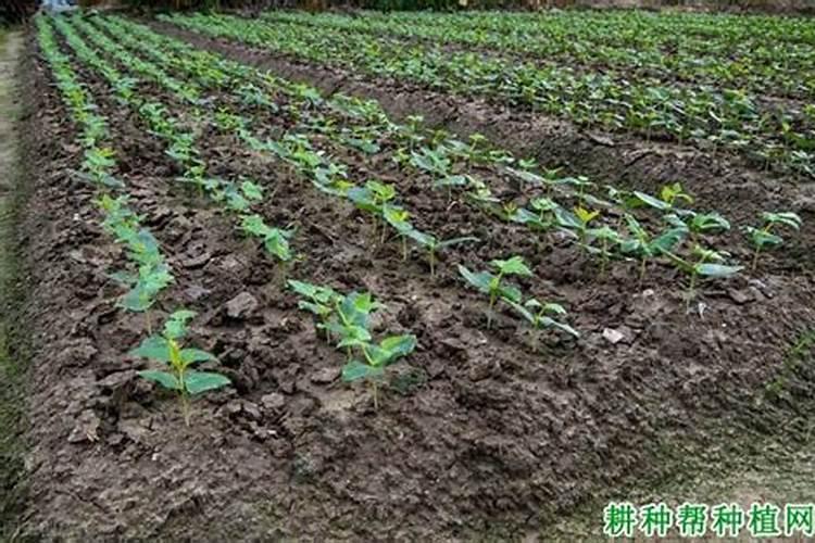 种土豆每亩用多少肥料最好