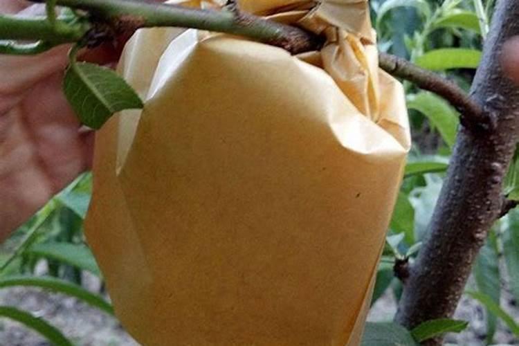 桂花扦插多久生根