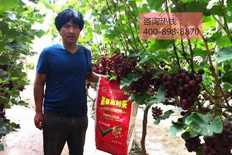 葡萄膨果期用什么肥料