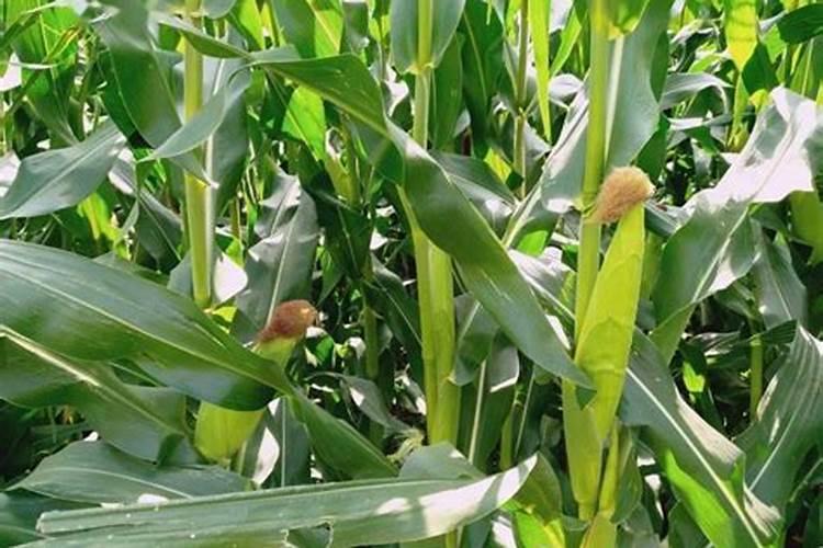 金矿床与火山岩的关系