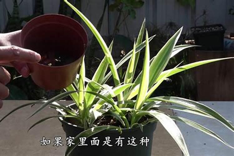 吊兰施肥应该施什么肥料