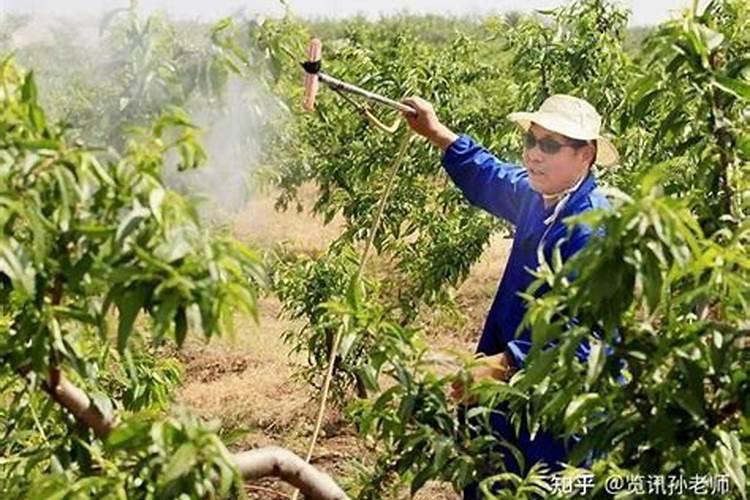 叶面肥磷酸二氢钾