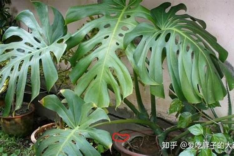 叶面喷施硼肥的最佳时间