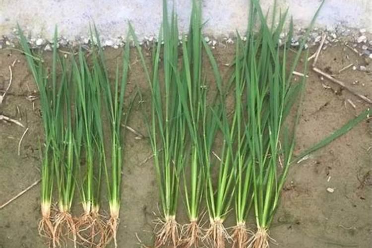 营养液可以天天喷叶面吗植物营养液可用什么代替