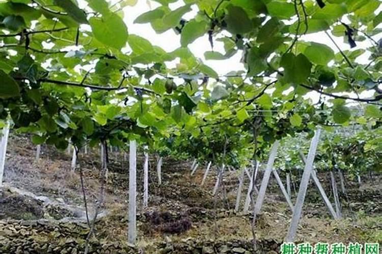 沙糖桔最后一次施肥是几月份 施肥技巧总结