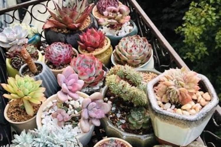 种大蒜的时候要不要打底肥