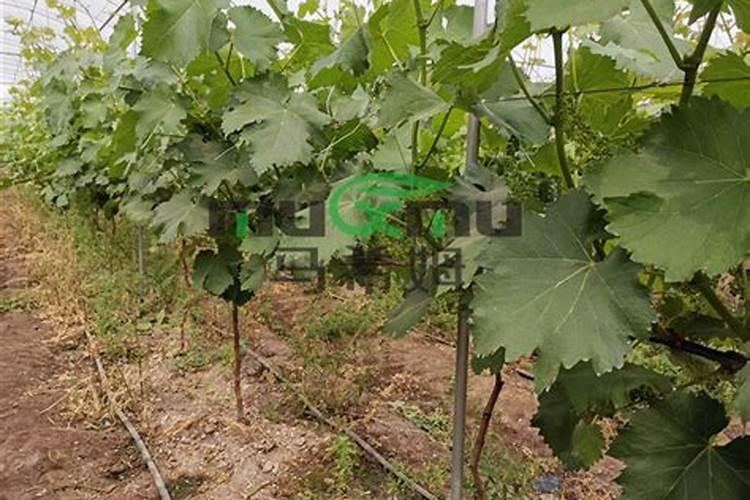 墨兰什么时候分盆比较好