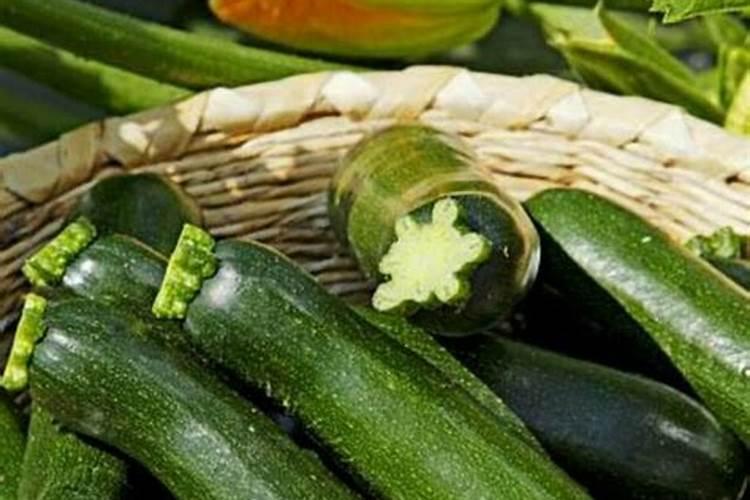 西葫芦露天种植怎么浇水施肥最好