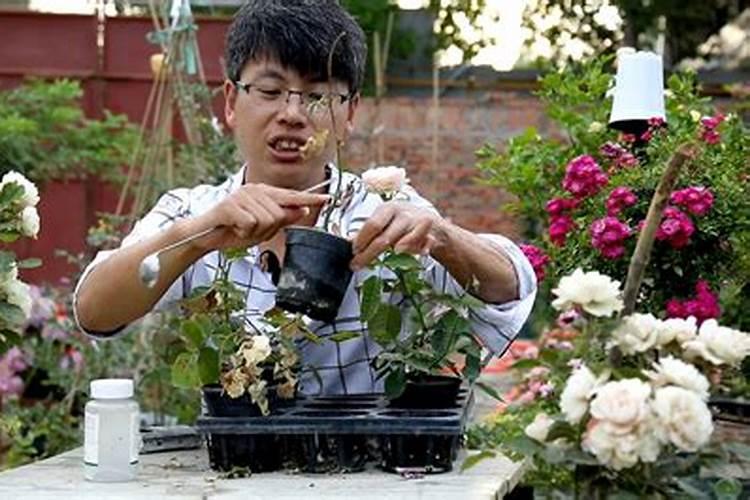 新移植的月季什么时候开始施肥