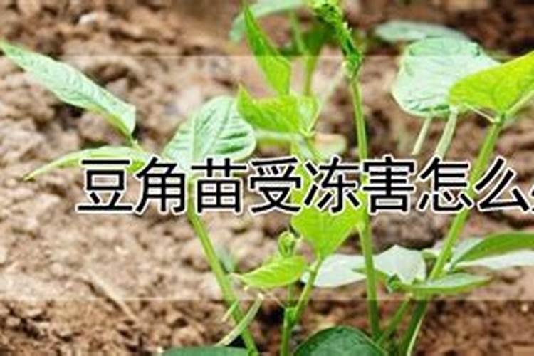 土豆苗冻了怎么办