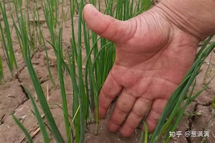 土豆苗冻了怎么办