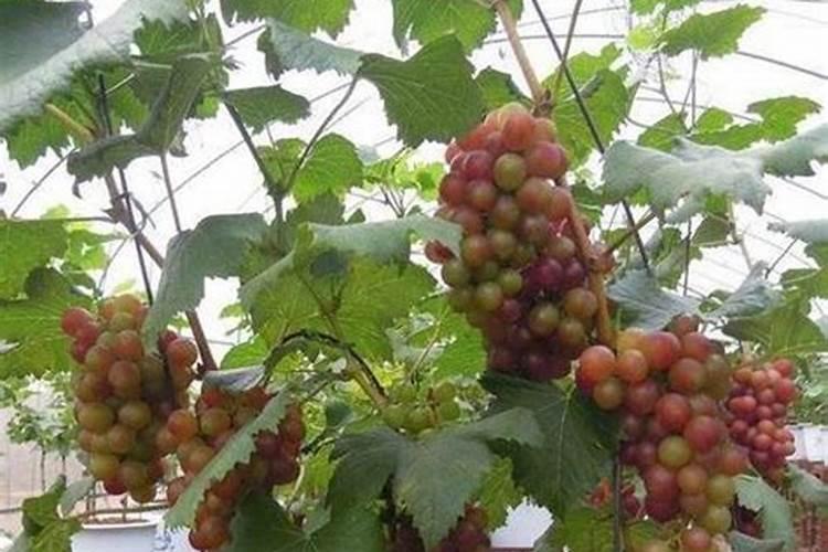 高钾肥料十大排名