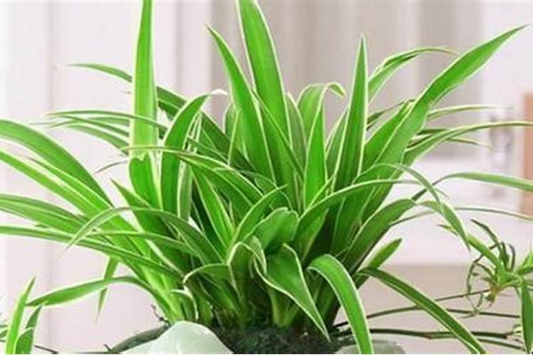 兰花冬季的养护和施肥