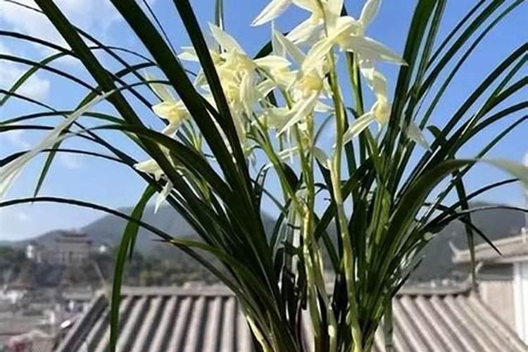 养兰花的方法和注意事项