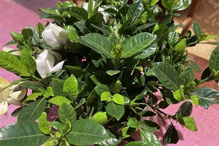 怎样给金银花施肥？