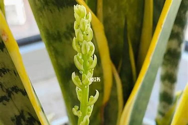 棕榈树适合在什么环境下生长繁殖？