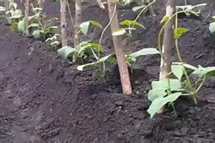 豆角黄叶怎么办？如何预防豆角出现黄叶？