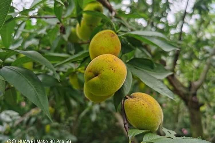 桃树叶子咋老发黄