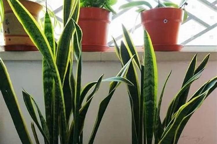 洋葱叶子发黄是什么病？有补救的方法吗？