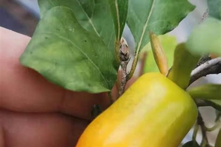 叶面肥的作用有哪些？叶面肥和芸苔素有啥区别？