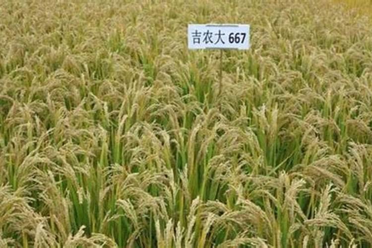 怎么防治莲藕腐败病？