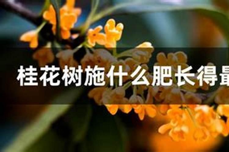 什么是悬浮液体水溶肥？开金悬浮液体水溶肥效果咋样？