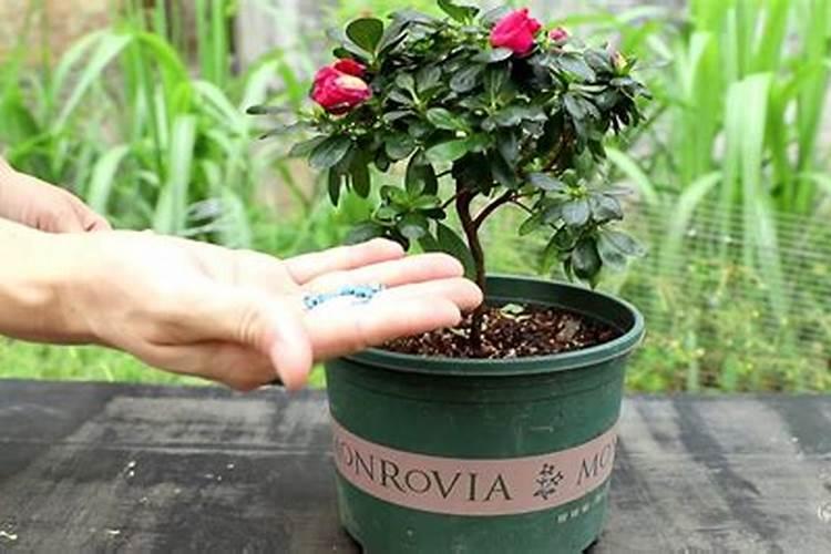 什么花可以用黄豆施肥,黄豆水是什么肥料