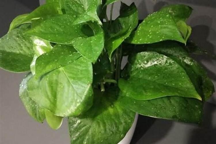 绿萝多久施肥一次 绿萝的施肥方法