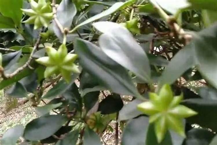 八角施肥最佳季节