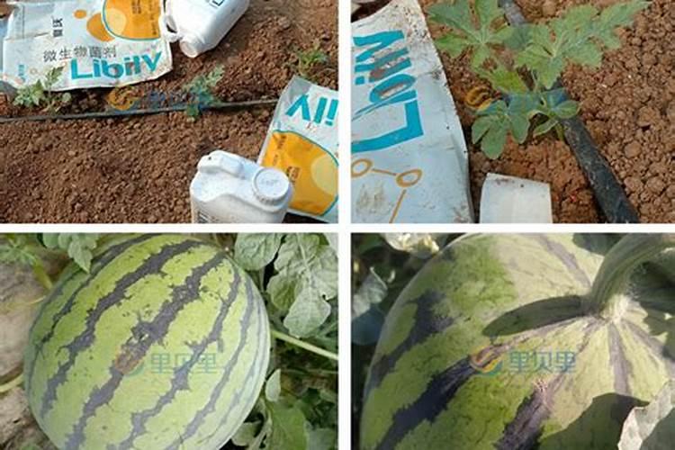 树木施肥要遵守的原则及常用方法措施