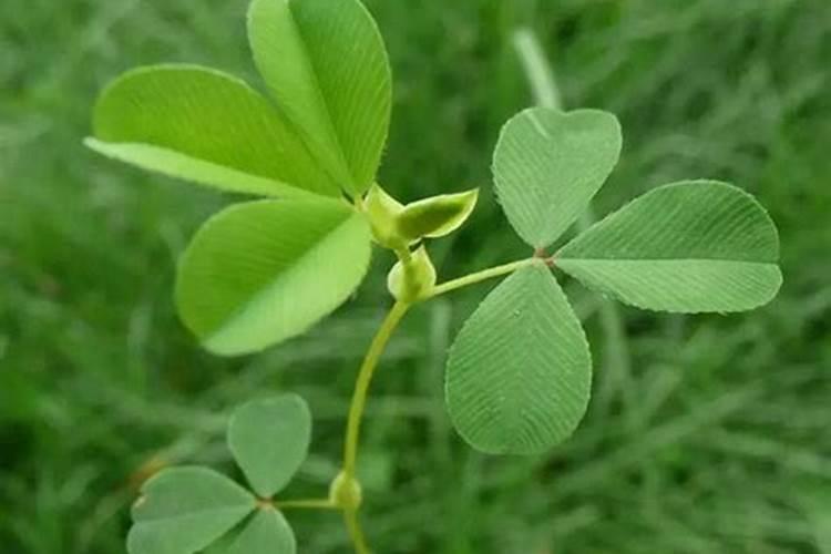 种植紫花苜蓿应该怎样施肥注意事项