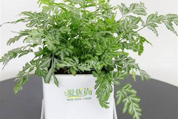 蕨类植物鸟巢的养殖方法