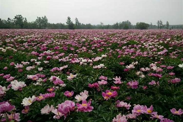 低氯复合肥能用于果树吗