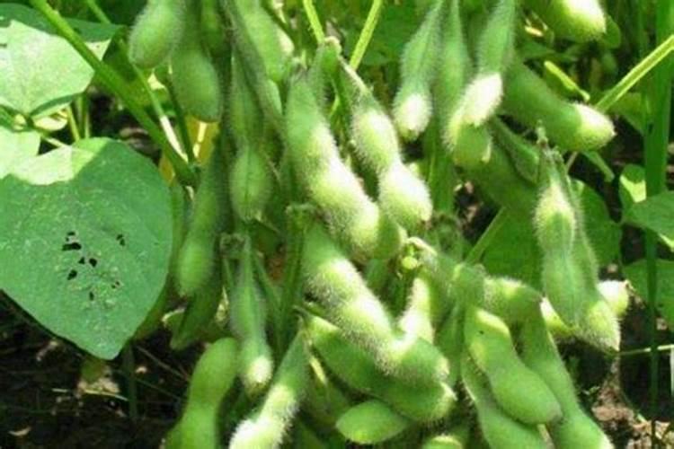 油茶多久可以移栽