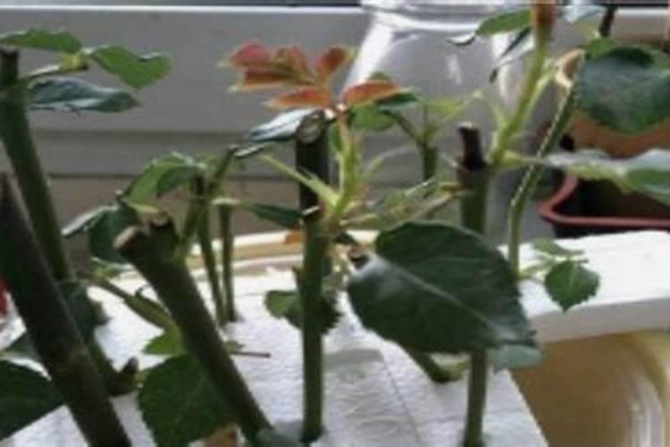 月季的施肥时间及方法是什么