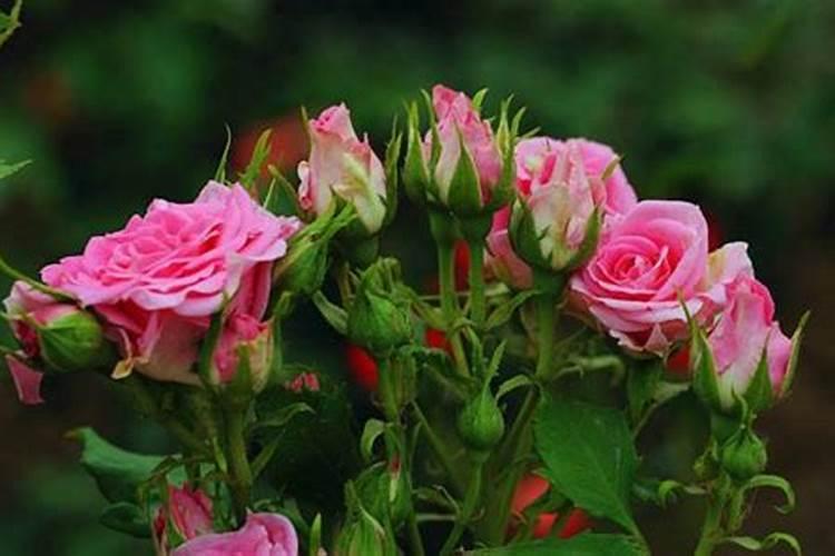 月季换盆注意事项