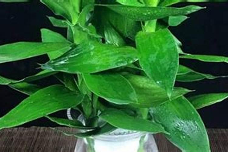 观音竹怎么养才能长得好