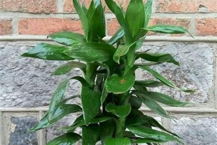 观音竹水培可以放什么