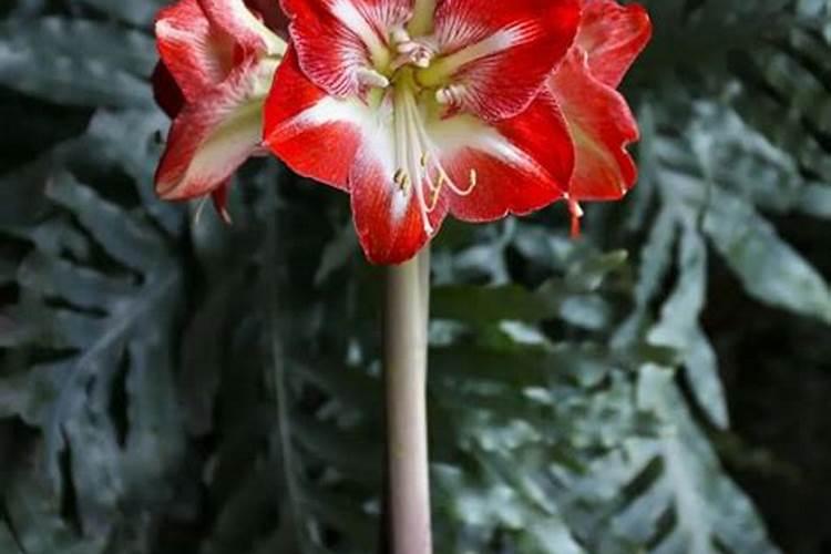 小麦追肥用什么肥料好