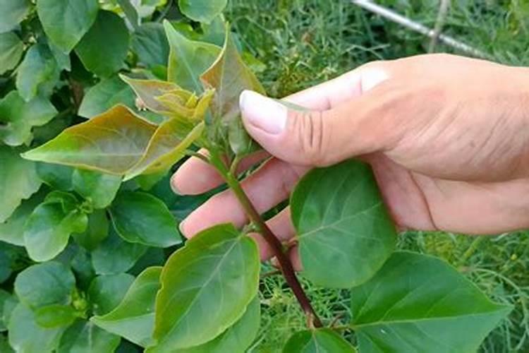 黄芪种植时间和方法