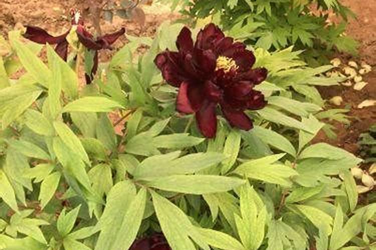 夏黑葡萄转色期喷几次磷酸二氢钾叶面肥？