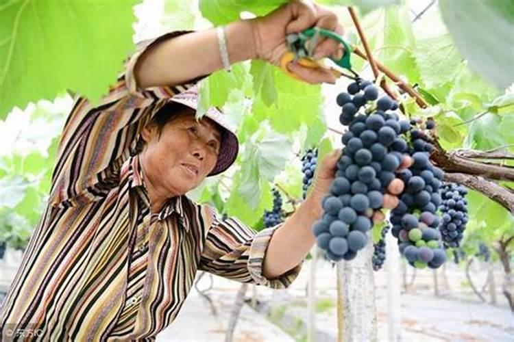 夏黑葡萄开花期间能不能施叶面肥