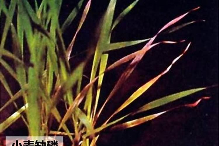 栀子花施什么肥好