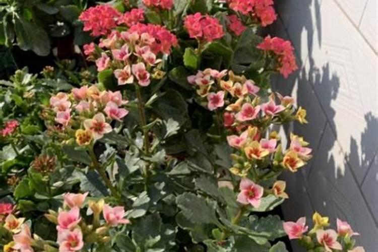 长寿花施肥方法 要注意什么