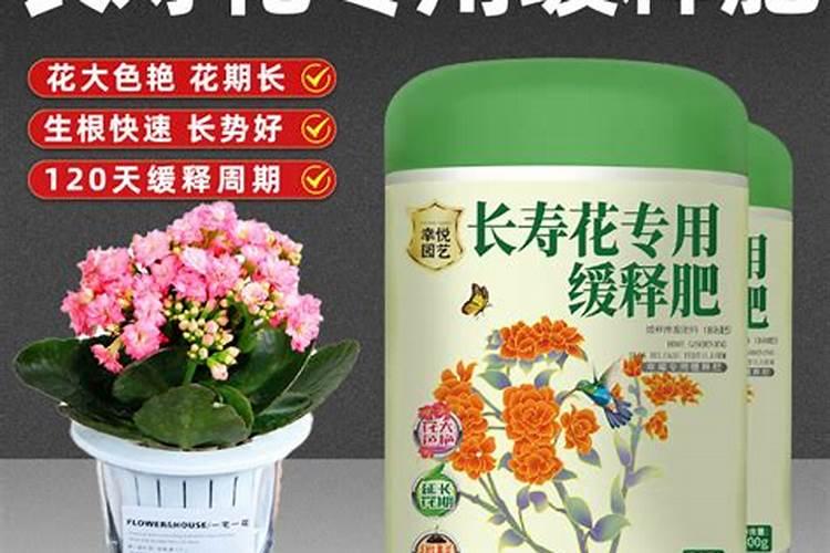 长寿花施肥方法,用什么肥好