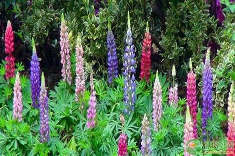 鲁冰花的种植养护