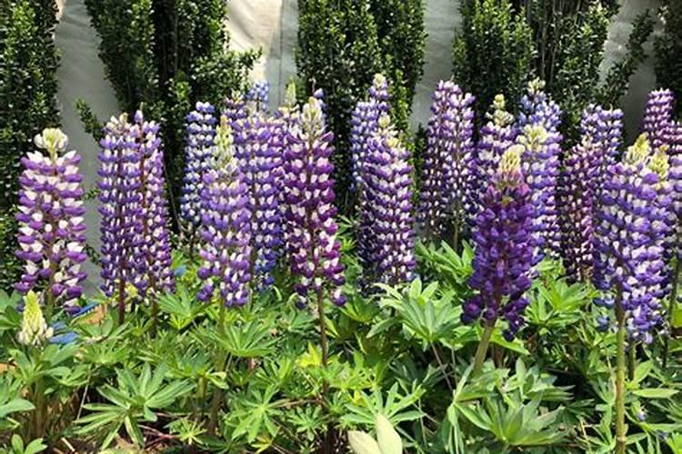 盆栽鲁冰花的管理方法 它有比较好的耐寒能力